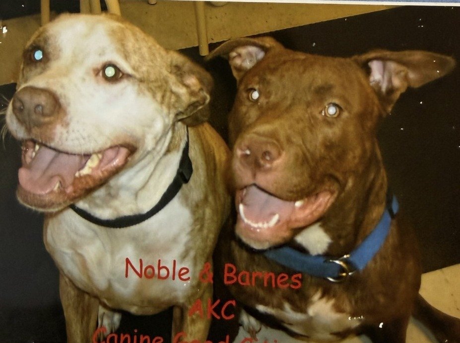 Noble and Barnes, AKC Canine Good Citizens graduates