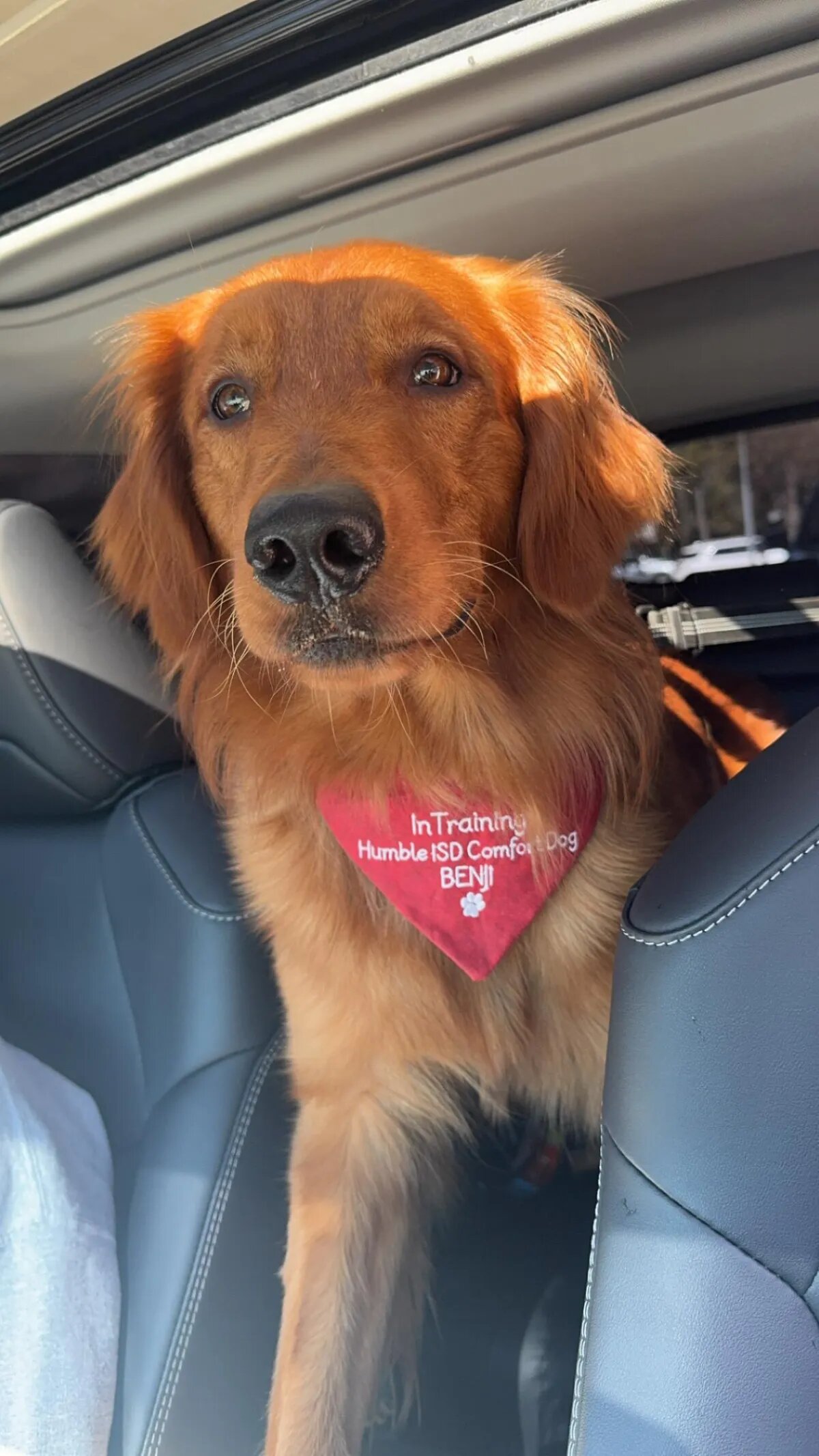 Dog training Kingwood TX