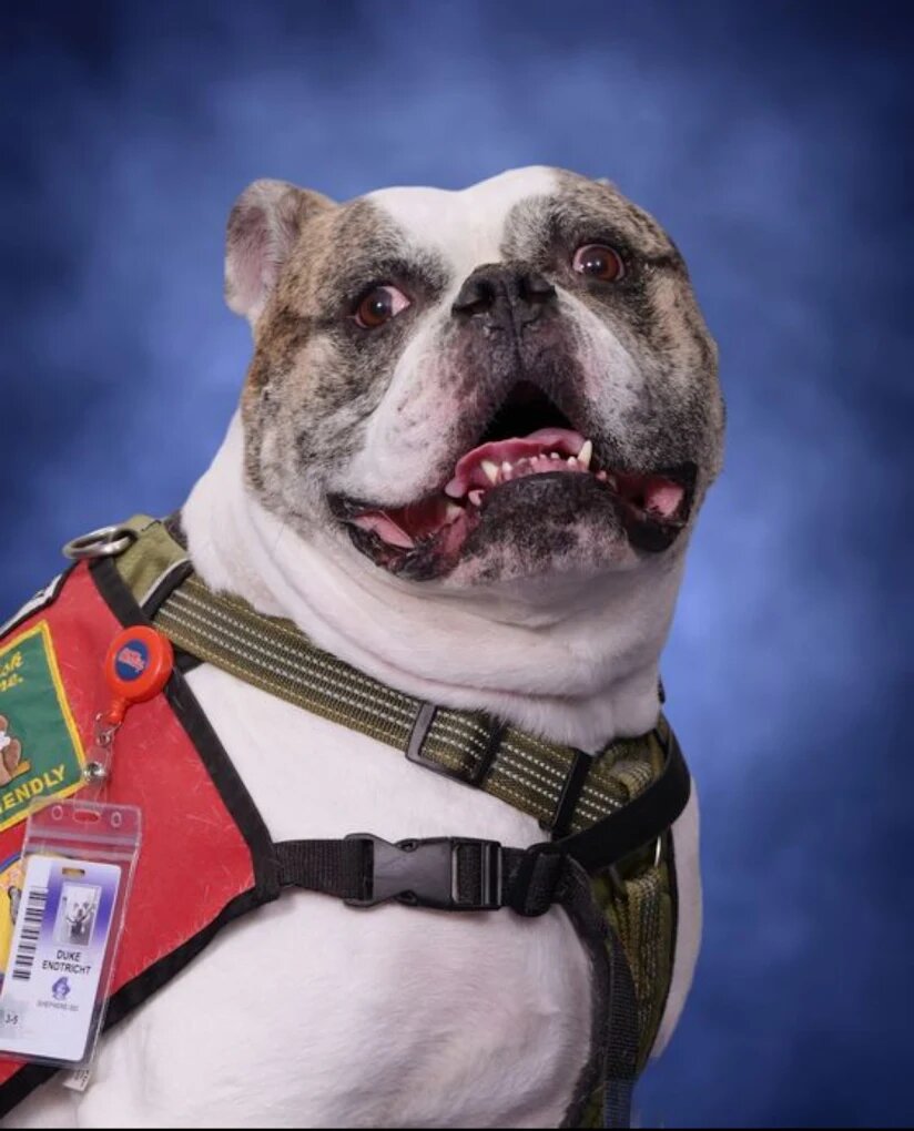 Dog training Kingwood TX