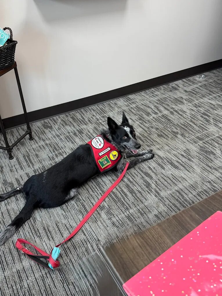 Dog training Kingwood TX