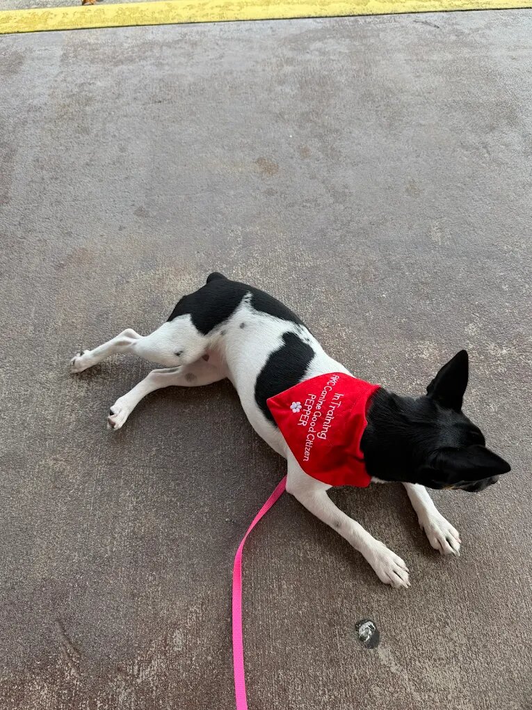 Dog training Kingwood TX