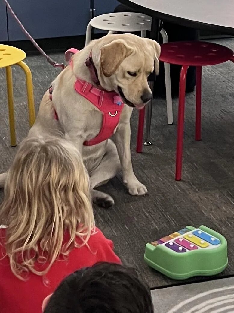 Dog training Kingwood TX