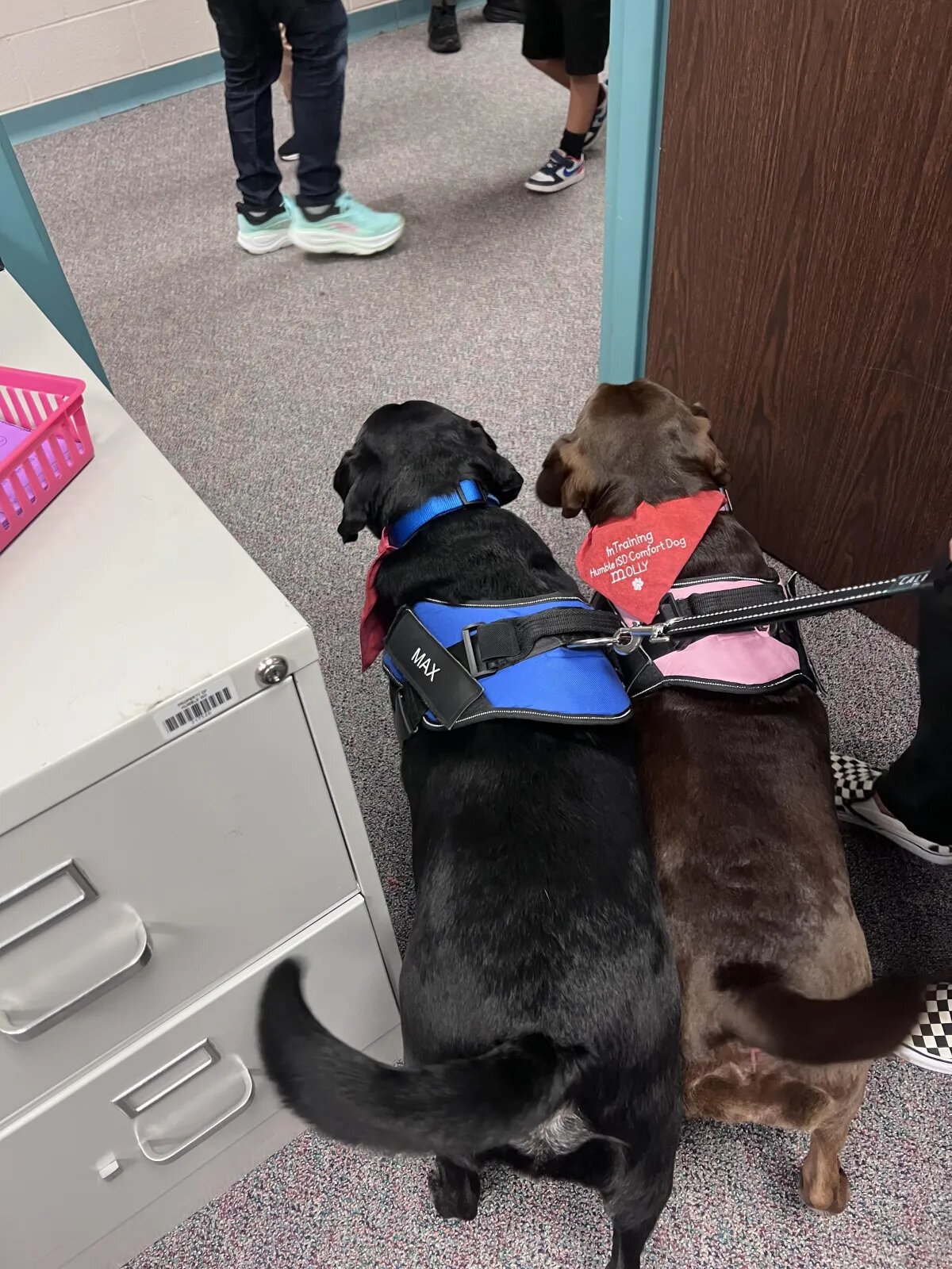 Dog training in Humble TX