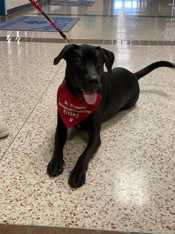 Dog training in Spring TX