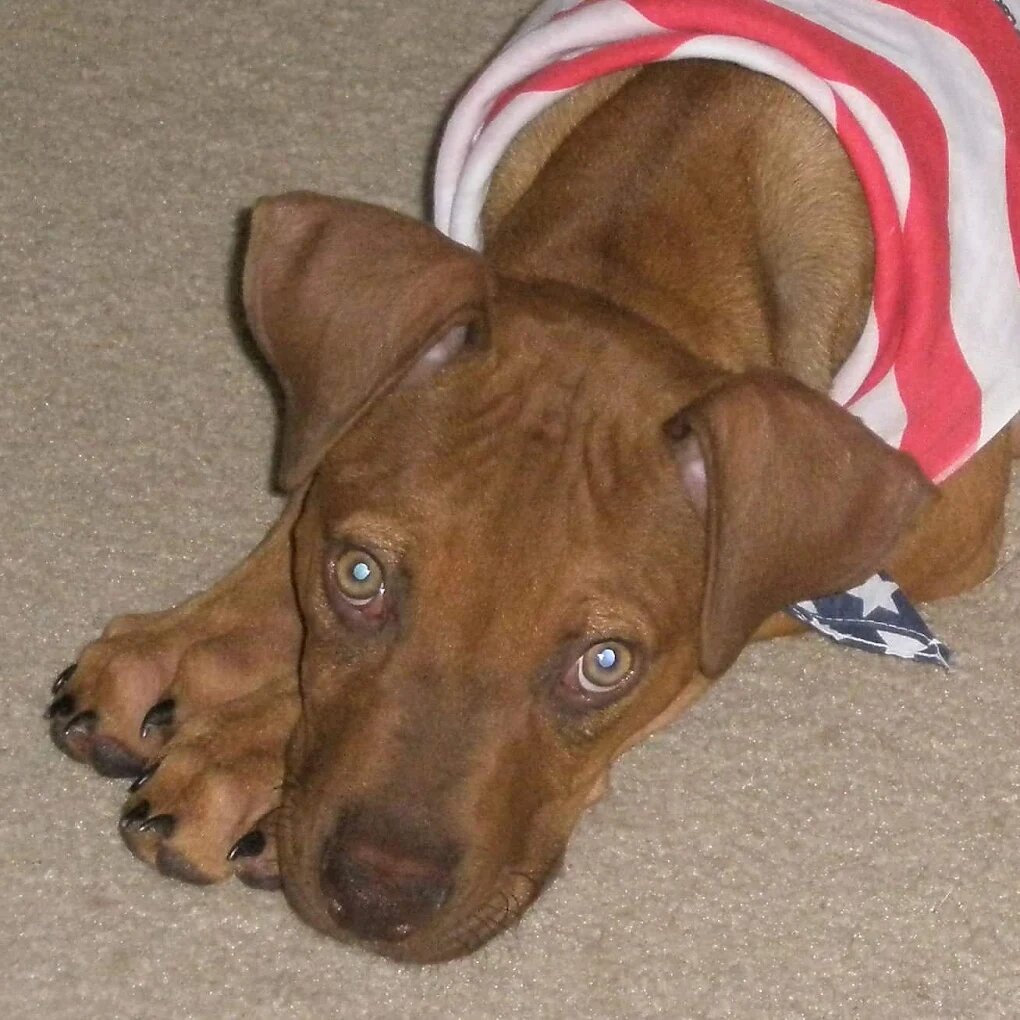 Dog training Kingwood TX