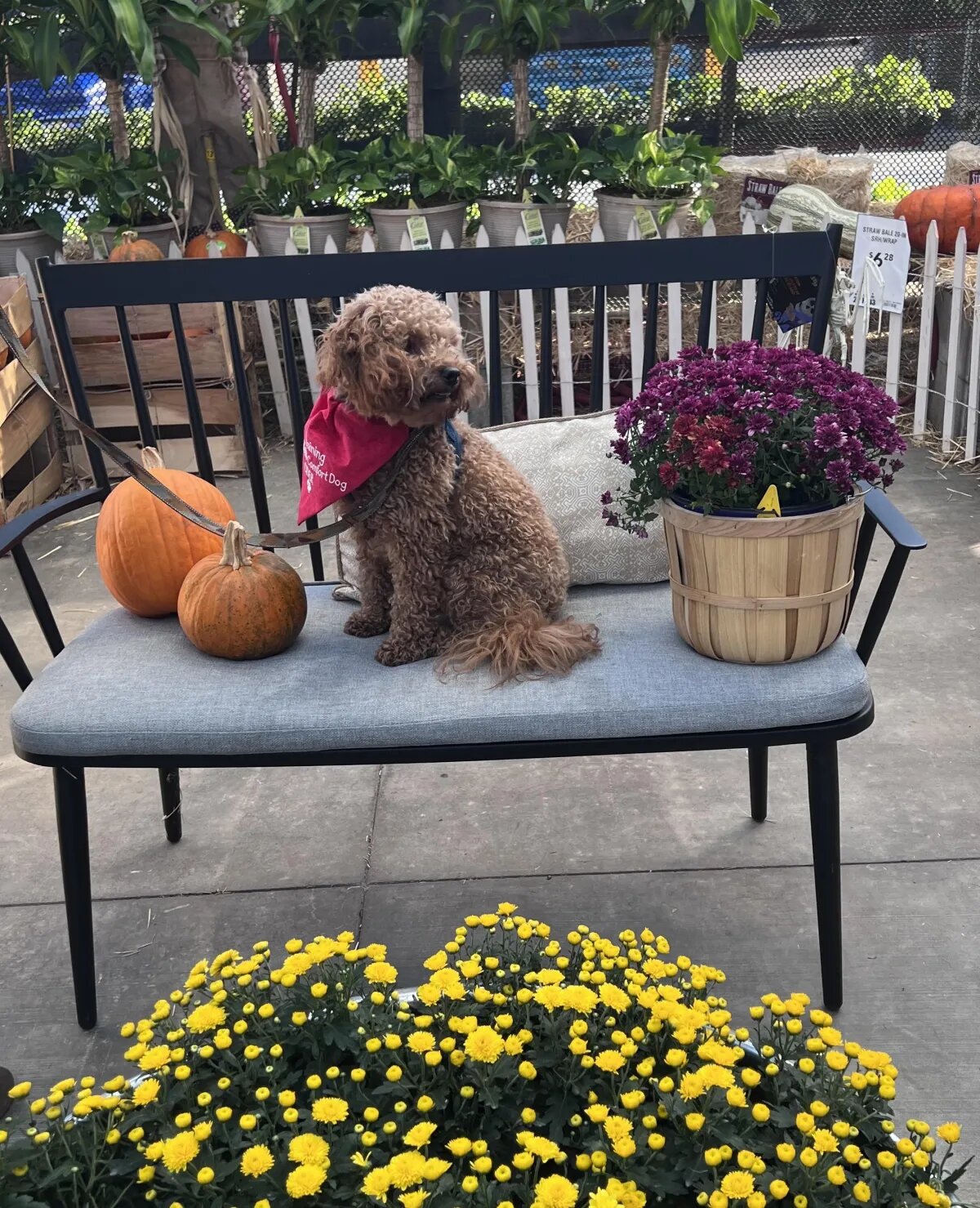 Dog training Kingwood TX
