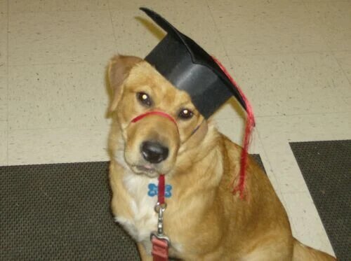 Dog training Kingwood TX