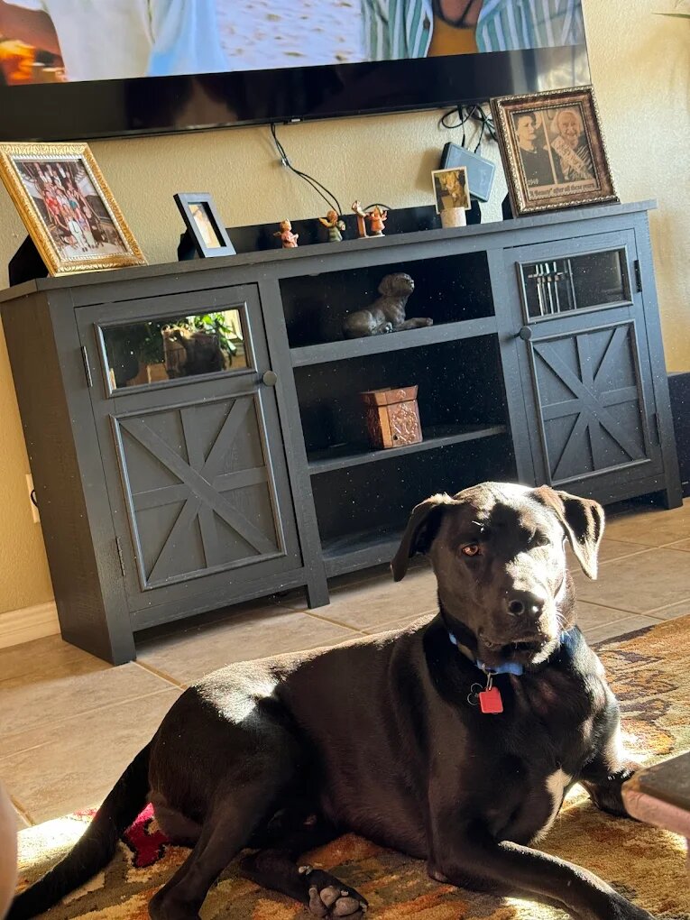 Dog training Kingwood TX
