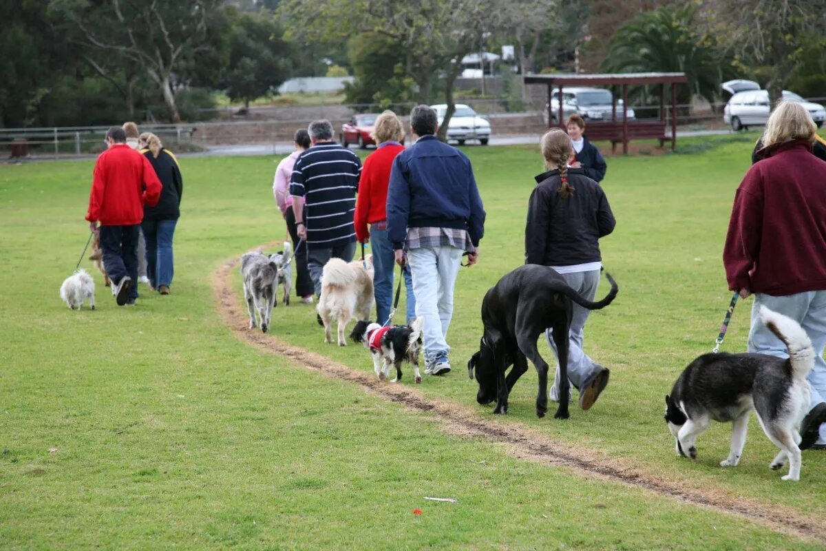 Cues Covered in Basic Obedience