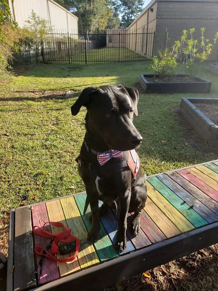 Dog training Kingwood TX