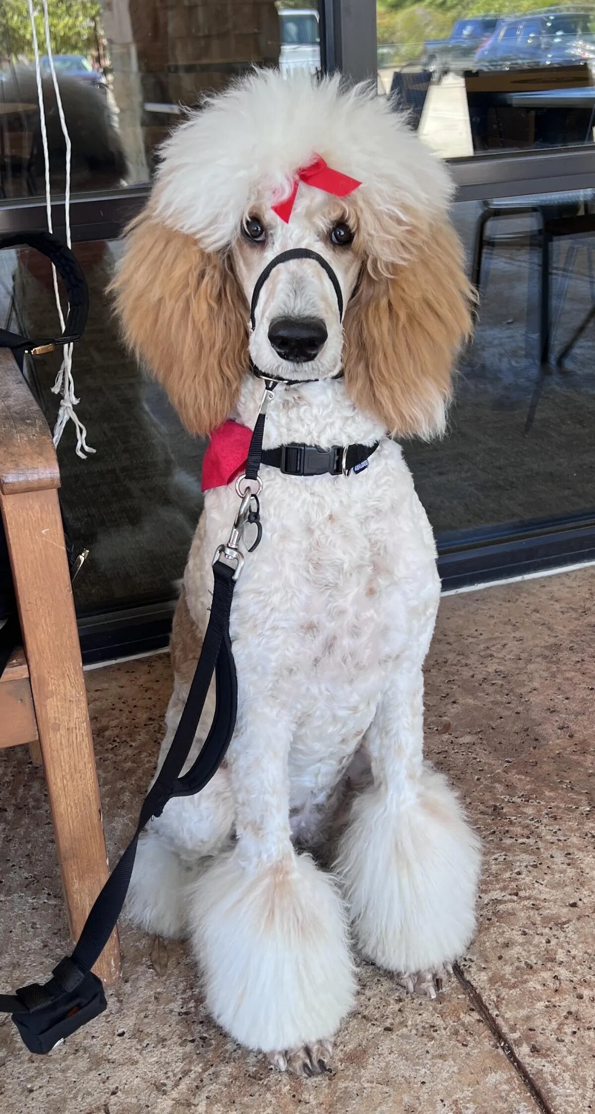 Dog training Kingwood TX
